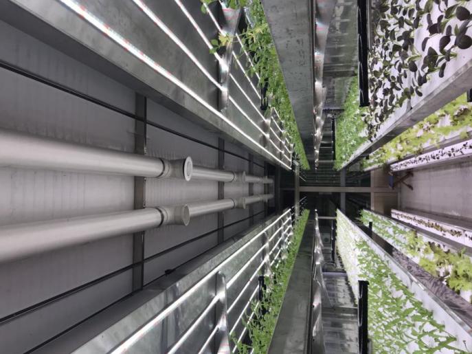 Planta de contenedor fábrica