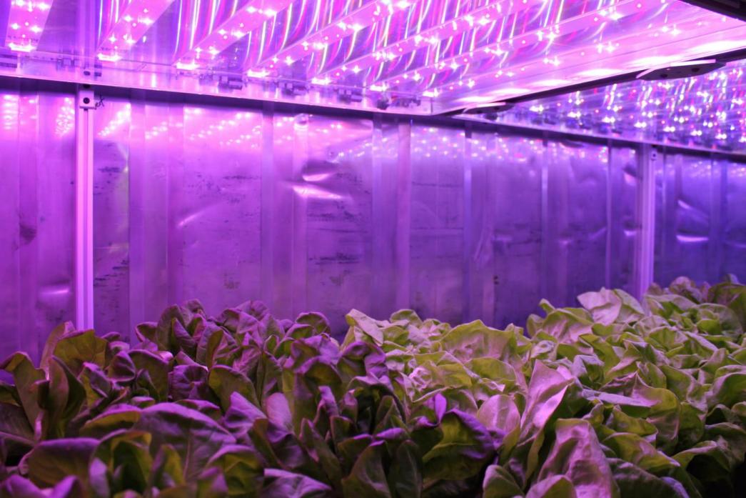 Planta de contenedor fábrica